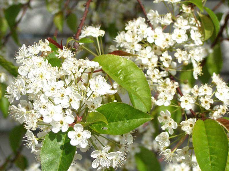 P&auml;lvikirsikka